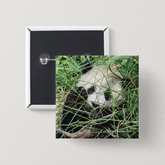 Giant Panda zweert in gras Vierkante Button 5,1 Cm (Voorkant /achterkant)