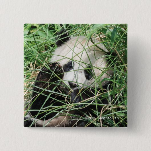Giant Panda zweert in gras Vierkante Button 5,1 Cm (Voorkant)