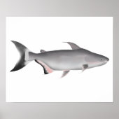 Giant Pangasius Poster (Voorkant)