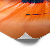 Giant Poppy Flower Poster (Hoek)