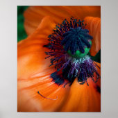 Giant Poppy Flower Poster (Voorkant)