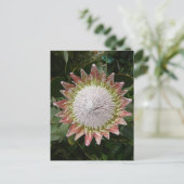 Giant Protea Flower. Briefkaart (Staand voorkant)