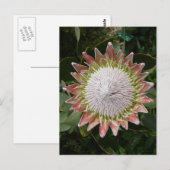 Giant Protea Flower. Briefkaart (Voorkant / Achterkant)