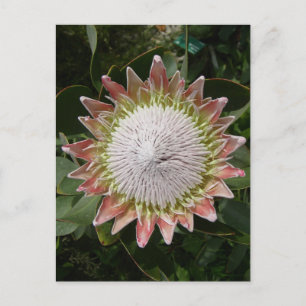 Giant Protea Flower. Briefkaart