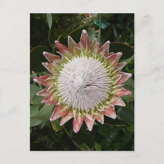Giant Protea Flower. Briefkaart (Voorkant)
