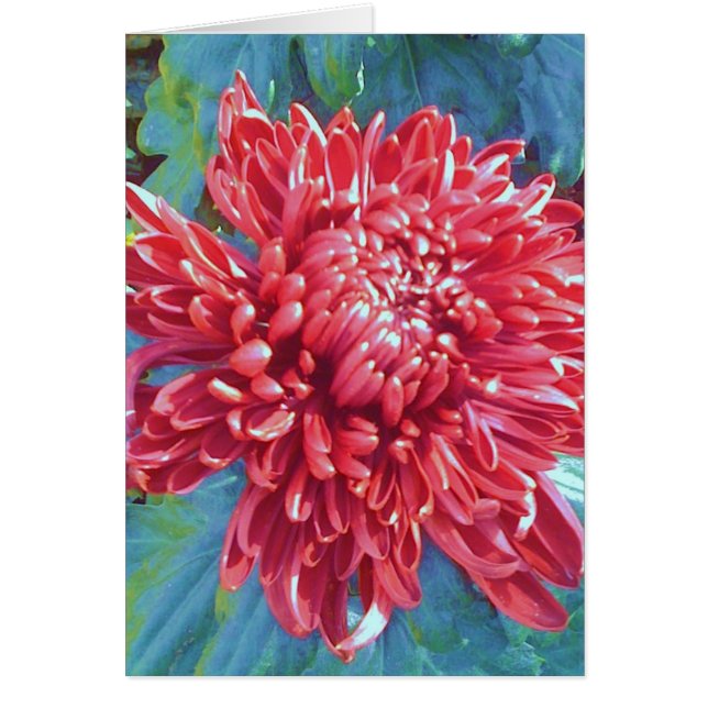 Giant Red Blossom Flower Greeting Note Card (Voorkant)