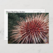 Giant Red Zee Urchin - Briefkaart (Voorkant / Achterkant)