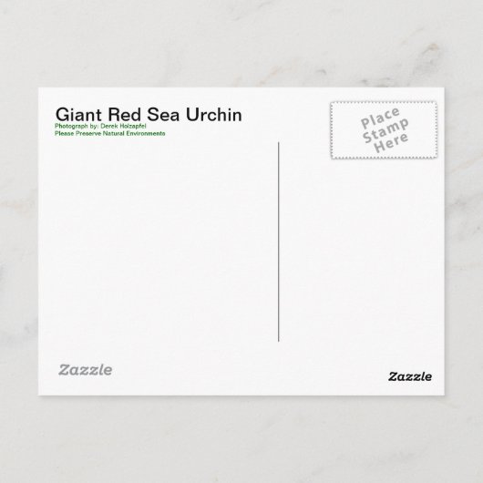 Giant Red Zee Urchin - Briefkaart (Achterkant)