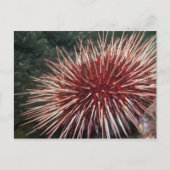 Giant Red Zee Urchin - Briefkaart (Voorkant)