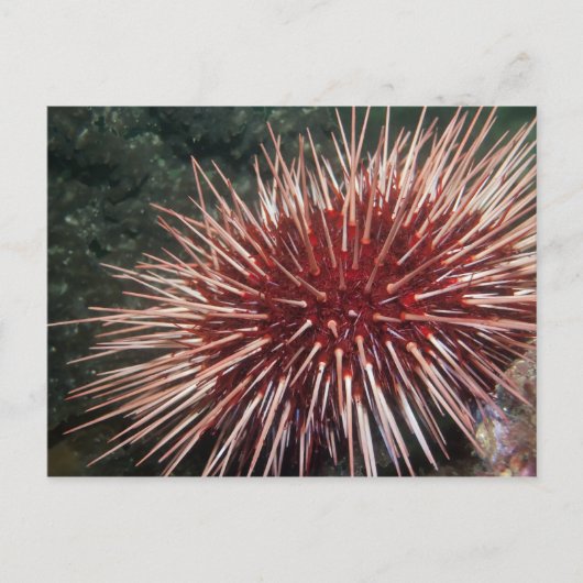 Giant Red Zee Urchin - Briefkaart (Voorkant)
