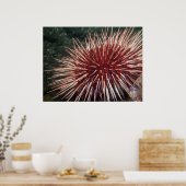 Giant Red Zee Urchin - Fine Art Print (Keuken)