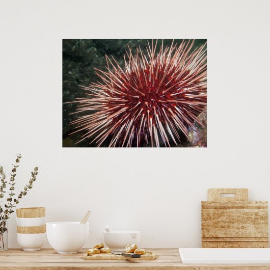 Giant Red Zee Urchin - Fine Art Print (Keuken)