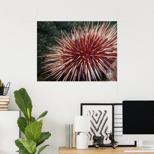 Giant Red Zee Urchin - Fine Art Print (Thuiskantoor)