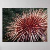 Giant Red Zee Urchin - Fine Art Print (Voorkant)