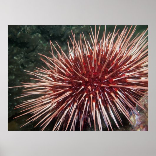 Giant Red Zee Urchin - Fine Art Print (Voorkant)