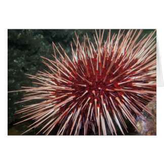 Giant Red Zee Urchin-kaart