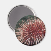 Giant Red Zee Urchin - Magnet (Voorkant / Achterkant)