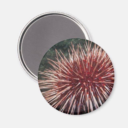 Giant Red Zee Urchin - Magnet (Voorkant / Achterkant)