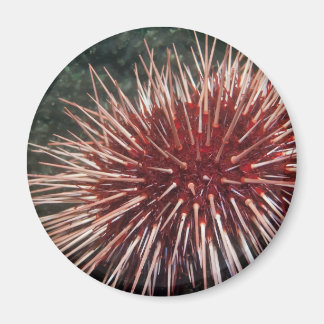 Giant Red Zee Urchin - Magnet