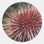 Giant Red Zee Urchin - Sticker (Voorkant)