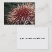 Giant Red Zee Urchin - Visitekaartje (Voorkant / Achterkant)