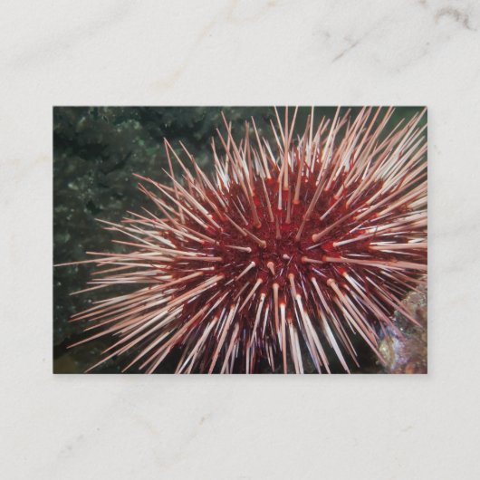 Giant Red Zee Urchin - Visitekaartje (Voorkant)