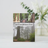 Giant Redwood National Park Sequoia Trees Briefkaart (Staand voorkant)