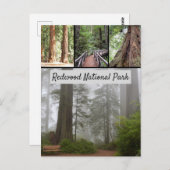 Giant Redwood National Park Sequoia Trees Briefkaart (Voorkant / Achterkant)