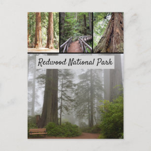 Giant Redwood National Park Sequoia Trees Briefkaart