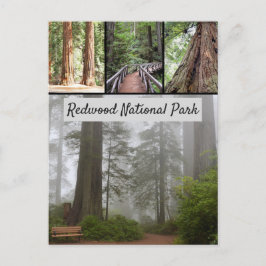 Giant Redwood National Park Sequoia Trees Briefkaart
