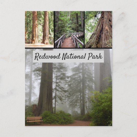 Giant Redwood National Park Sequoia Trees Briefkaart (Voorkant)