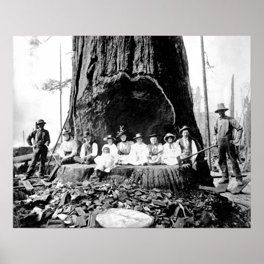 GIANT REDWOOD op ZONDAG c. 1890 Poster (Voorkant)