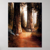 Giant Redwood Poster (Voorkant)
