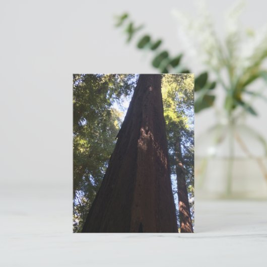 Giant Redwood Trees Briefkaart (Staand voorkant)