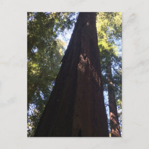 Giant Redwood Trees Briefkaart