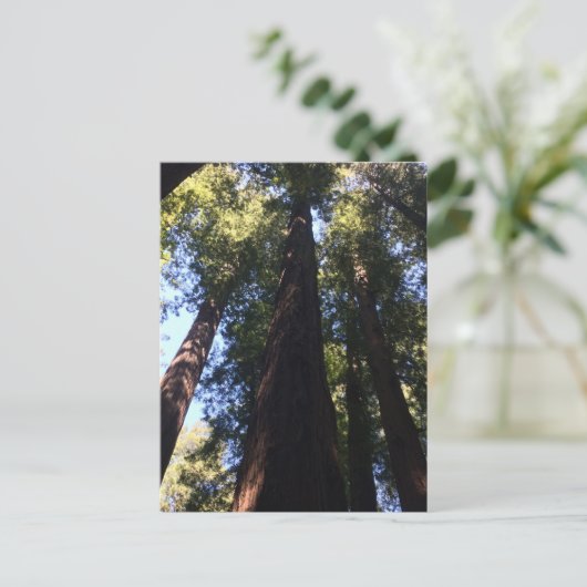 Giant Redwood Trees Briefkaart (Staand voorkant)
