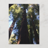 Giant Redwood Trees Briefkaart (Voorkant)