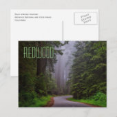 Giant Redwood Trees, Redwood National/State Parks Briefkaart (Voorkant / Achterkant)