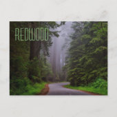 Giant Redwood Trees, Redwood National/State Parks Briefkaart (Voorkant)