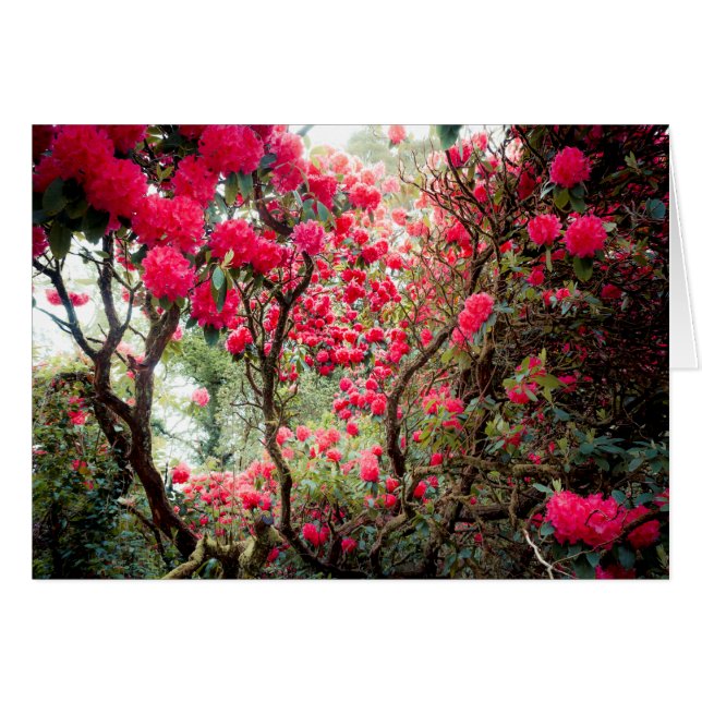 Giant Rhododendron (Voorkant Horizontaal)