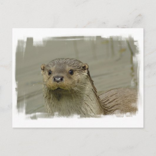 Giant River Otter Briefkaart (Voorkant)