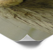 Giant River Otter Poster (Hoek)