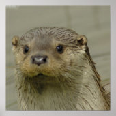 Giant River Otter Poster (Voorkant)