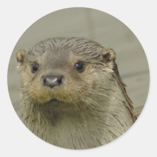 Giant River Otter Stickers