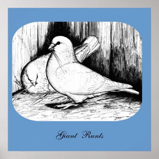 Giant Runt Pigeons Poster (Voorkant)