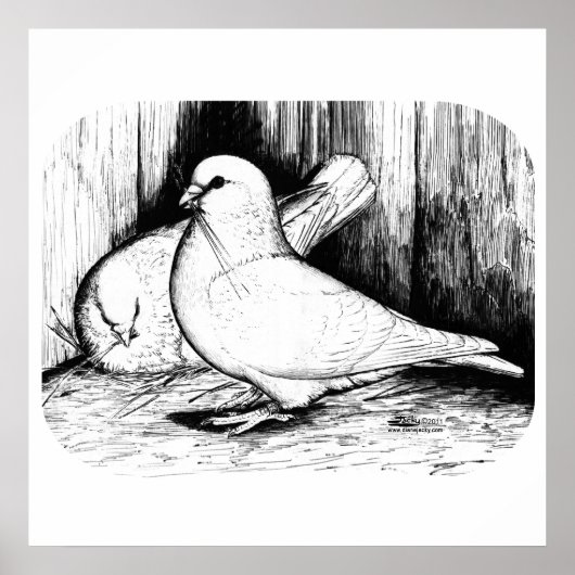 Giant Runt Pigeons Poster (Voorkant)