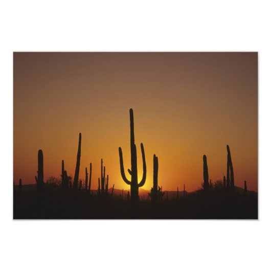 Giant saguaro cactus Cereus giganteus), Foto Afdruk (Voorkant)