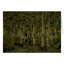 Giant Saguaro Cactus Forest Sonoran Desert Arizona