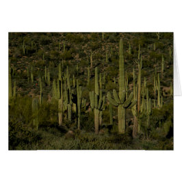 Giant Saguaro Cactus Forest Sonoran Desert Arizona