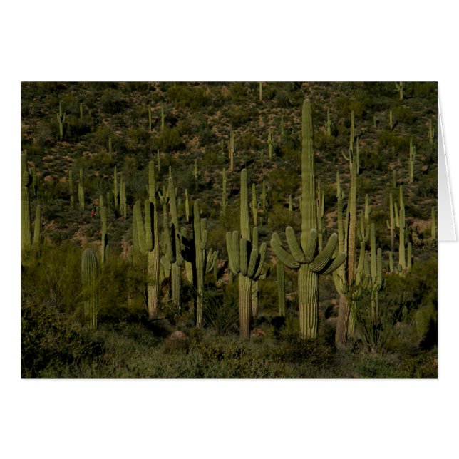 Giant Saguaro Cactus Forest Sonoran Desert Arizona (Voorkant Horizontaal)